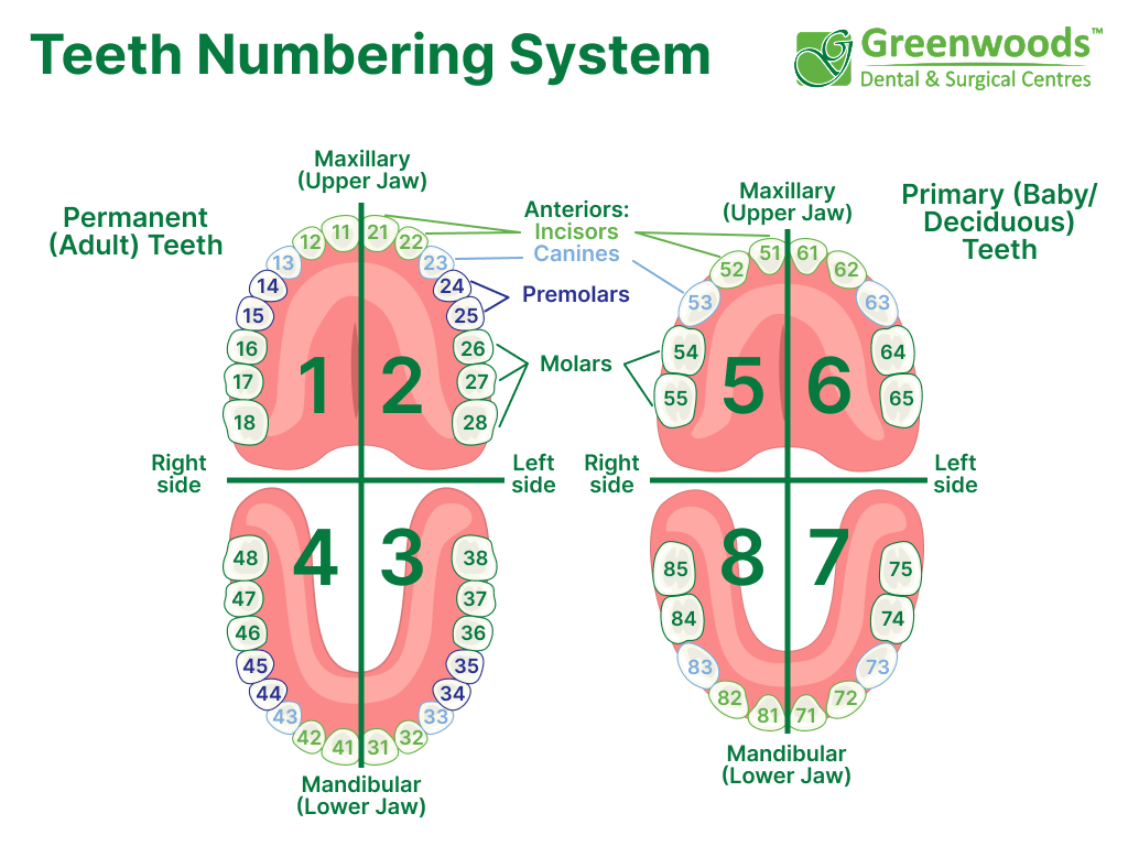 Teeth Numbering System for permanent and primary teeth