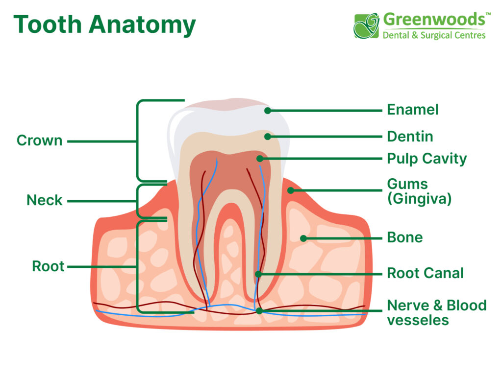 Tooth anatomy of a healthy tooth