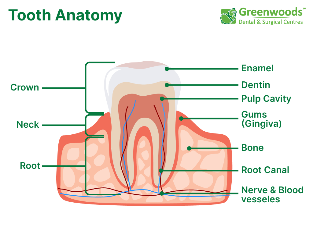Structure of tooth: crown, neck, root; enamel, dentin, pulp cavity, gums, bone, root canal