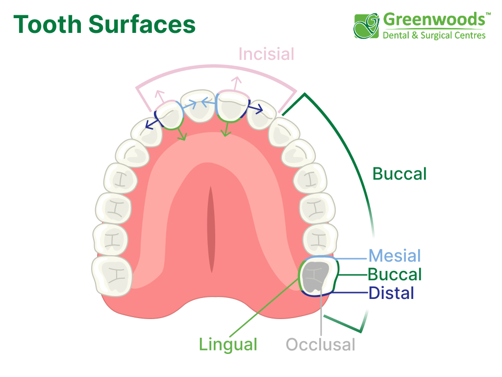 Tooth surfaces: incisial, buccal, mesial, distal, occlusal, lingual
